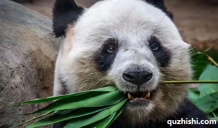 食草动物和食肉动物眼睛的位置不同？