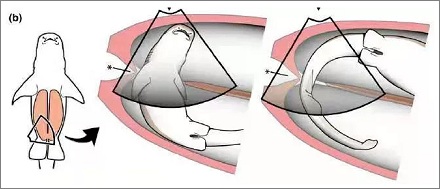 鲨鱼的身体构造有多神奇？