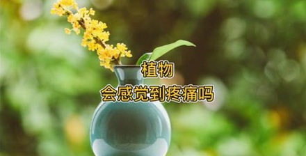 植物也会感到疼痛吗？