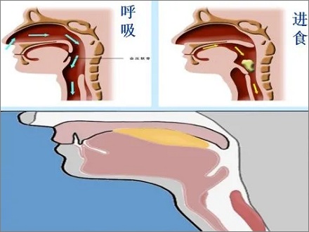 为什么人不能同时吞咽和呼吸？