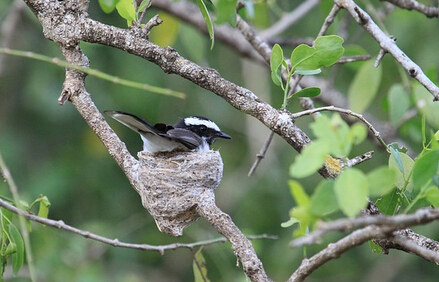 花斑鹟（Ficedula hypoleuca）是一夫一妻的鸟类